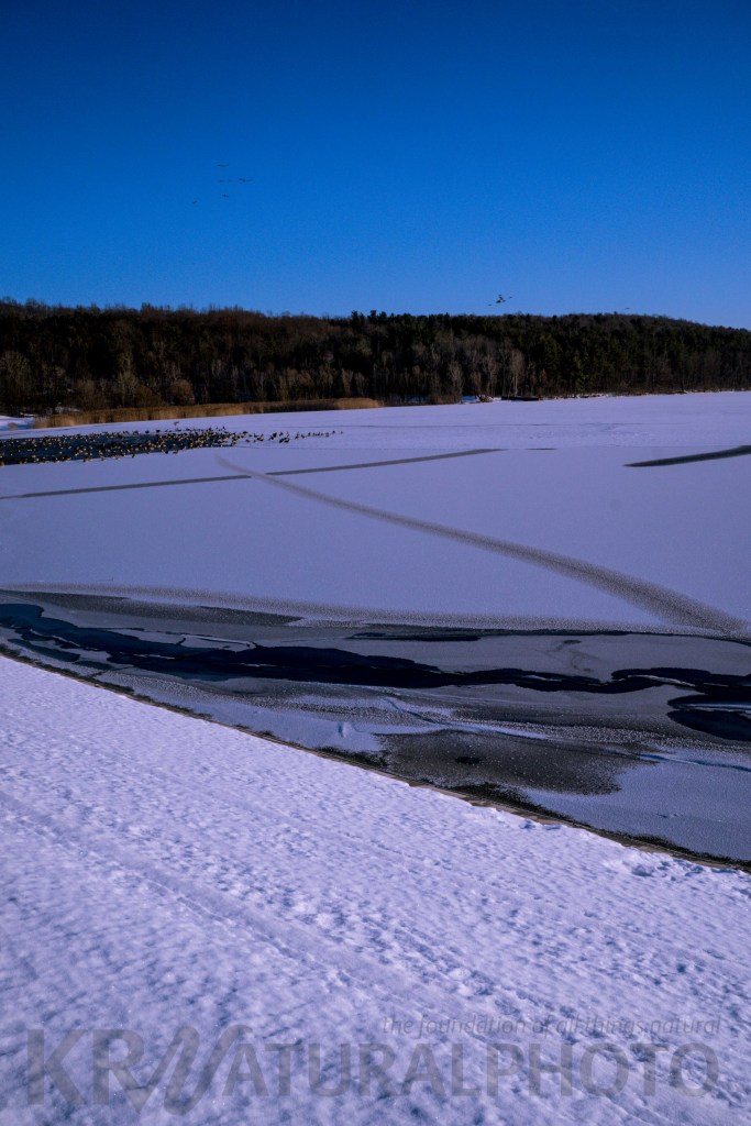 Geese On A Winter Lake Hemlock Lake New York krnaturalphoto's Blog